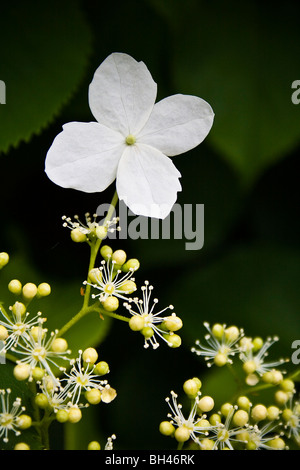 Lacecup Typ Flowerhead der Kletter Hortensie (Hydrangea Kletter). Stockfoto