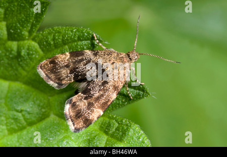 Anthophila Mikro Motte (Anthophila Fabriciana). Ruht auf Blatt im Wald. Stockfoto