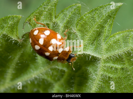 14-Punkt-Marienkäfer (Calvia 14-Guttata). Sahneform vor Ort. Unreif, auf Blatt im Wald. Stockfoto