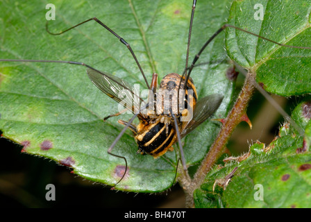 Harvestman (Leiobunum Rotundum). Essen auf Blatt im Wald-Schwebfliege. Stockfoto