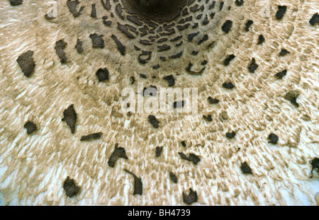 Shaggy Tinte-Cap (Coprinus Comatus). Abstraktes Bild von strukturierte Oberfläche der GAP hautnah. Stockfoto