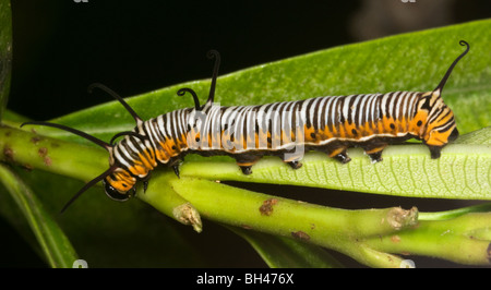 Gemeinsamen Krähe Schmetterling (Euploea Core). Larven ernähren sich von Blatt. Stockfoto