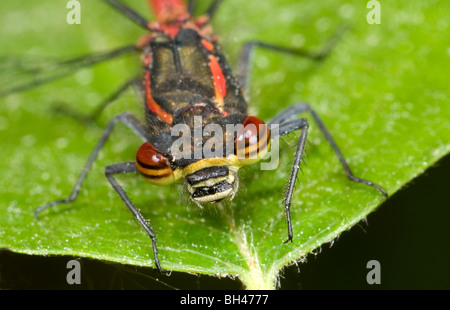 Große rote Damselfly (Pyrrhosoma Nymphula). Makro-Bild zeigt Details der Augen und Mundwerkzeuge. Stockfoto