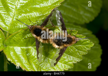 Biene-fliegen (Bombylius großen). Paarung paar auf Blatt im Wald. Stockfoto