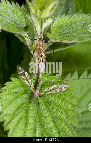 Schnaken (Tipula Arten). Paar lange Gras in sumpfigen Lebensraum Paarung. Stockfoto