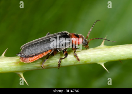 Soldat-Käfer (Cantharis Rustica). Erwachsene Käfer auf Bramble Stamm. Stockfoto