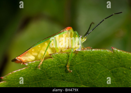 Weißdorn Shieldbug (Acanthosoma Haemorrhoidale). Erwachsenen auf Blatt im Garten. Stockfoto