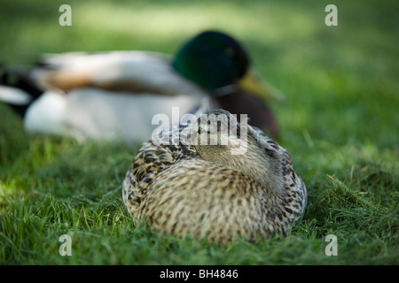 Männliche und weibliche Stockente Enten schlafen am Bawburgh Fluss im Frühjahr. Stockfoto