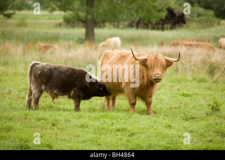 Braune Kuh und Kalb Fütterung auf Wiese im Juli. Stockfoto