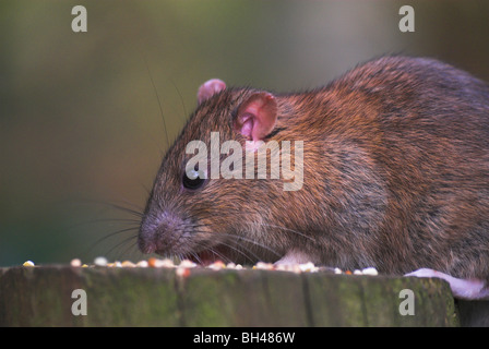 Braune Ratte (Rattus Norvegius) stehlen Vogelfutter auf einen Zaunpfahl gelegt. Stockfoto