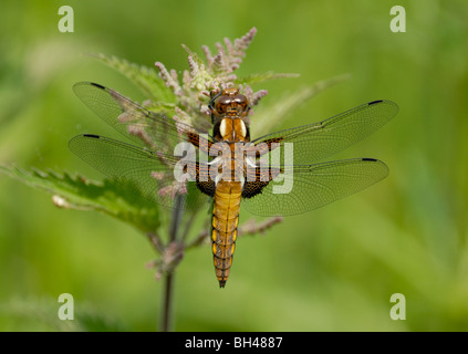 Breit-bodied Chaser (Libellula Depressa) auf Unkraut Kopf ruht. Stockfoto