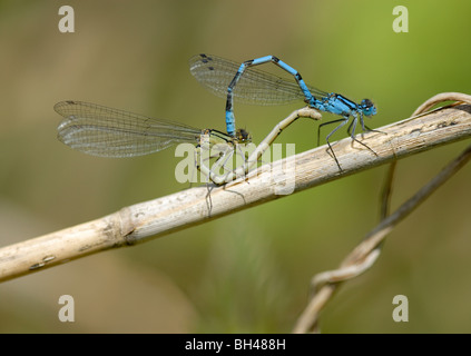 Gemeinsamen blue Damselfly (Enallagma Cyathigerum) paar in Radposition Paarung. Stockfoto