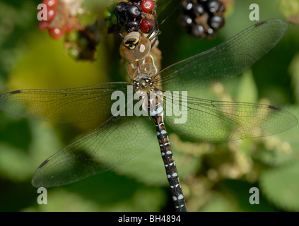 Migrationshintergrund Hawker (Aeshna Mixta) ruht auf Früchte der Brombeere. Stockfoto