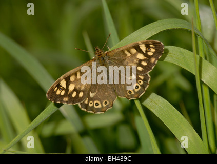 Gesprenkelte Holz (Pararge Aegeria) in Ruhe im Unterholz. Stockfoto