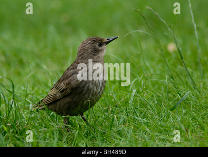 Star (Sturnus Vulgaris) auf der Suche nach Insekten auf der Wiese im Garten. Stockfoto