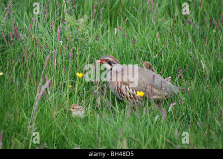 Weibliche Rothuhn (Alectoris Rufa) führt ihre Küken auf einer Wiese in Sanquhar. Stockfoto