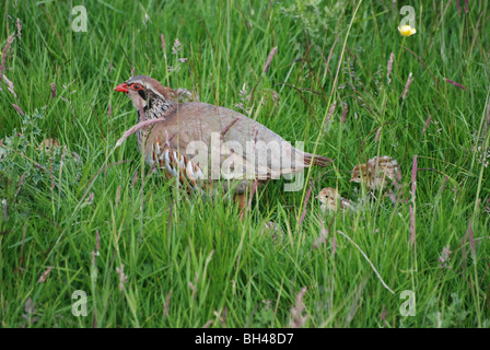 Weibliche Rothuhn (Alectoris Rufa) führt ihre Küken auf einer Wiese in Sanquhar. Stockfoto