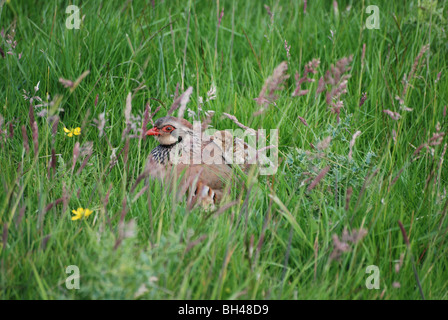 Weibliche Rothuhn (Alectoris Rufa) mit Küken auf dem Rücken zu Fuß auf Wiese in Sanquhar. Stockfoto