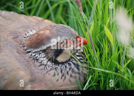 Weibliche Rothuhn (Alectoris Rufa) ruht auf einer Wiese in Sanquhar. Stockfoto