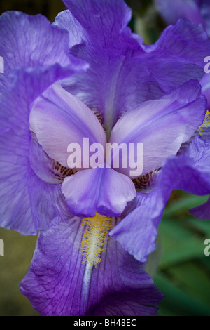 Zarte Flowerhead Bartiris (Iris Germanica) im Frühjahr. Stockfoto