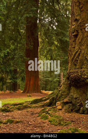 Woodland New Forest Baumstamm Redwood-Baum-Hintergrund. Stockfoto