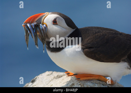 Papageitaucher (Fratercula Arctica) mit Schnabel voller Sandaale. Schließen Sie Profil. Stockfoto