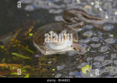 Grasfrosch (Rana Temporaria) männlich mit Frogspawn. Stockfoto