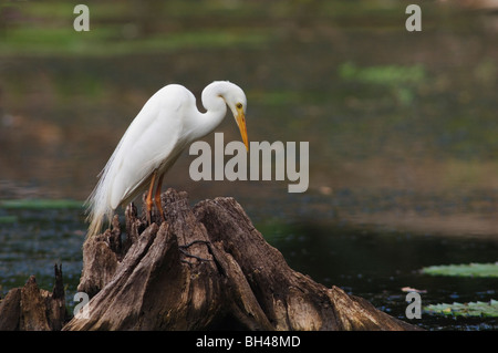 Fortgeschrittene Reiher (Ardea oder Mesophyx Intermedia) auf Baumstumpf stehend. Stockfoto