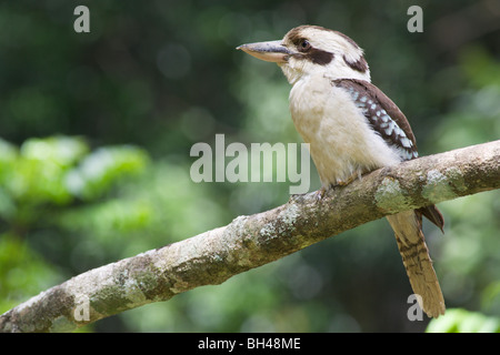 Kookaburra (Dacelo Novaeguineae) hocken auf einem Ast lachen. Stockfoto