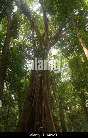 Regenwald-Bäume in Mossman Schlucht im Daintree Nationalpark, Queensland, Australien. Stockfoto