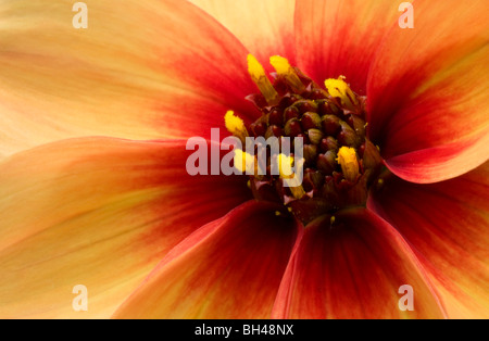 Dahlie 'Mondfeuer'. Abstraktes Bild Blume Zentrum hautnah. Stockfoto