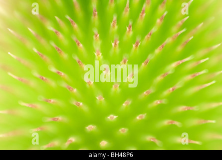 Wilde Karde (Dipsacus Fullonum). Abstraktes Bild zeigt Muster und Textur der Blütenstand vor der Blüte hautnah. Stockfoto