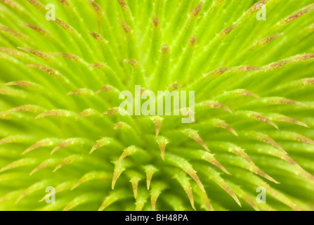 Wilde Karde (Dipsacus Fullonum). Abstraktes Bild zeigt Muster und Textur der Blütenstand vor der Blüte hautnah. Stockfoto