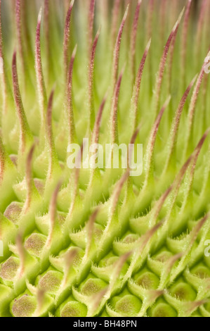 Wilde Karde (Dipsacus Fullonum). Abstraktes Bild zeigt Muster und Textur der Blütenstand vor der Blüte hautnah. Stockfoto