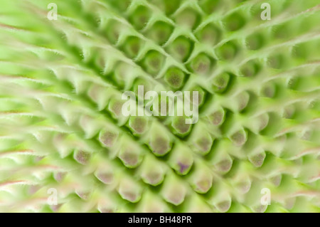 Wilde Karde (Dipsacus Fullonum). Abstraktes Bild zeigt Muster und Textur der Blütenstand vor der Blüte hautnah. Stockfoto