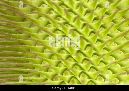 Wilde Karde (Dipsacus Fullonum). Abstraktes Bild des Blütenstandes Struktur vor der Blüte, Muster und Textur zeigen hautnah. Stockfoto