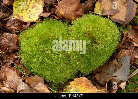 Weiße Gabel Moos (Leucobryum Glaucum) in eine charakteristische Kugelform in Norfolk Wald im Herbst. Stockfoto