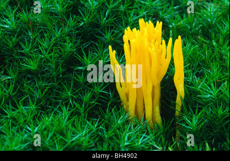 Gelbe Stag es-Horn-Pilz (Calocera Viscosa). Leuchtend gelbe Pilze wachsen unter Moos im New Forest, Hampshire. Stockfoto