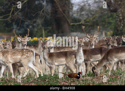 Herde Damhirsche im Frühjahr. Stockfoto