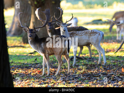 Drei junge brach Böcke im Wald. Stockfoto