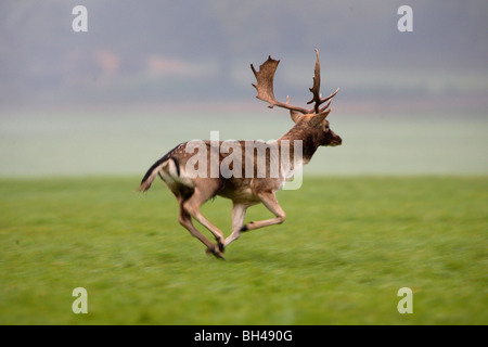 Damhirsch laufen im Feld. Stockfoto