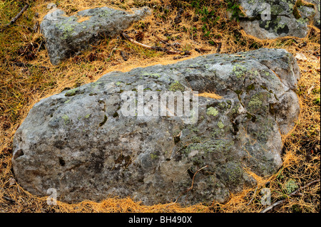 Rock Aufschlüssen mit gefallenen Lärche Nadeln, westlichen Lärche (Larix occidentalis), Yoho National Park, BC, Kanada Stockfoto