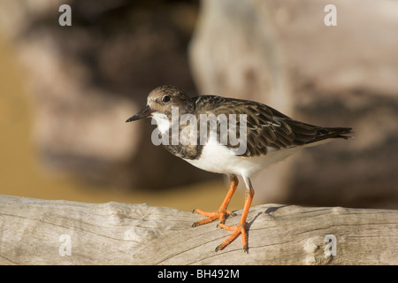 Ruddy Steinwälzer (Arenaria Interpres) auf Treibholz. Stockfoto