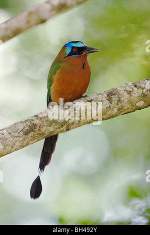 Blau-gekrönter Motmot (Momotus Momota) auf Ast. Stockfoto