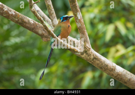 Blau-gekrönter Motmot (Momotus Momota) auf Ast. Stockfoto