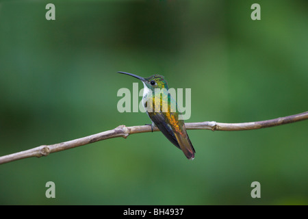 White-chested Smaragd (Amazilia Chionopectus) vor grünem Hintergrund der Vegetation. Stockfoto