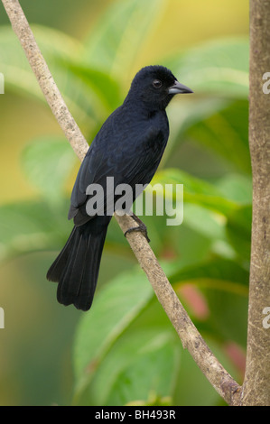 Weiß gesäumten Voegel (Tachyphonus Rufus) männlichen thront auf einem Ast. Stockfoto