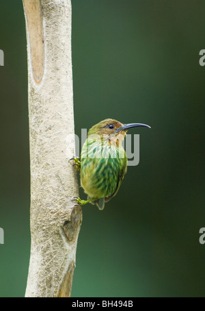 Lila Kleidervogel (Cyanerpes Caeruleus) weibliche thront auf Baumstamm. Stockfoto