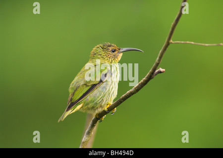 Lila Kleidervogel (Cyanerpes Caeruleus) weibliche thront auf einem Ast. Stockfoto