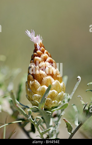 Kegel-Flockenblume Stockfoto